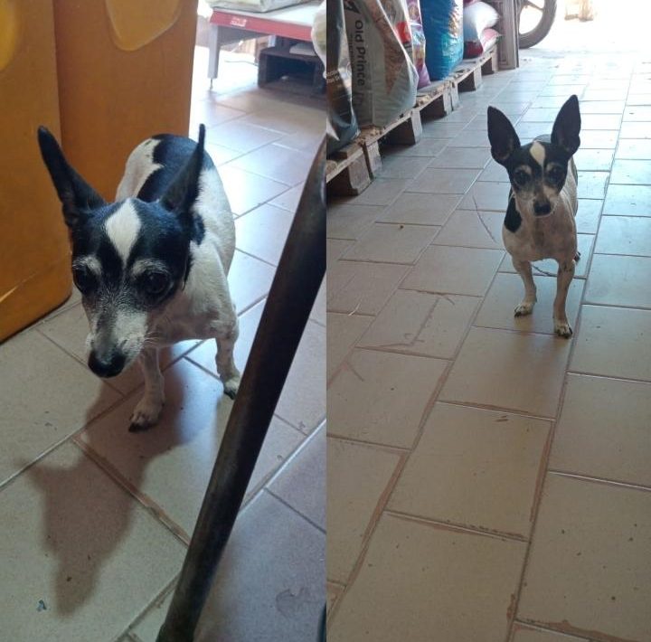 Adopción responsable