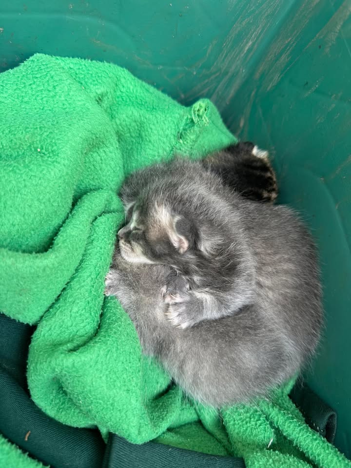 661676282_993832129644126_161279528711750063_n