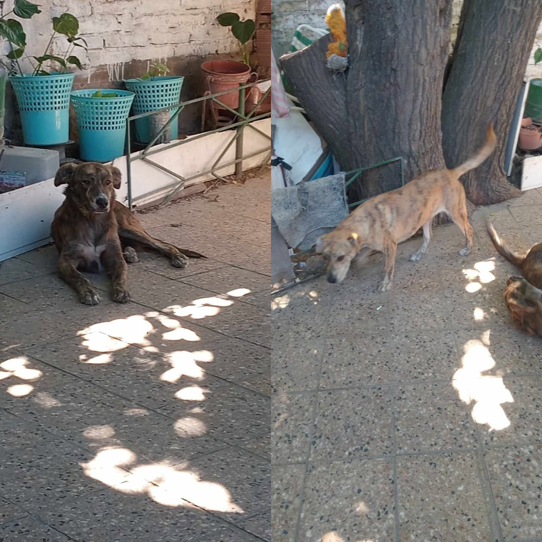 Adopción responsable