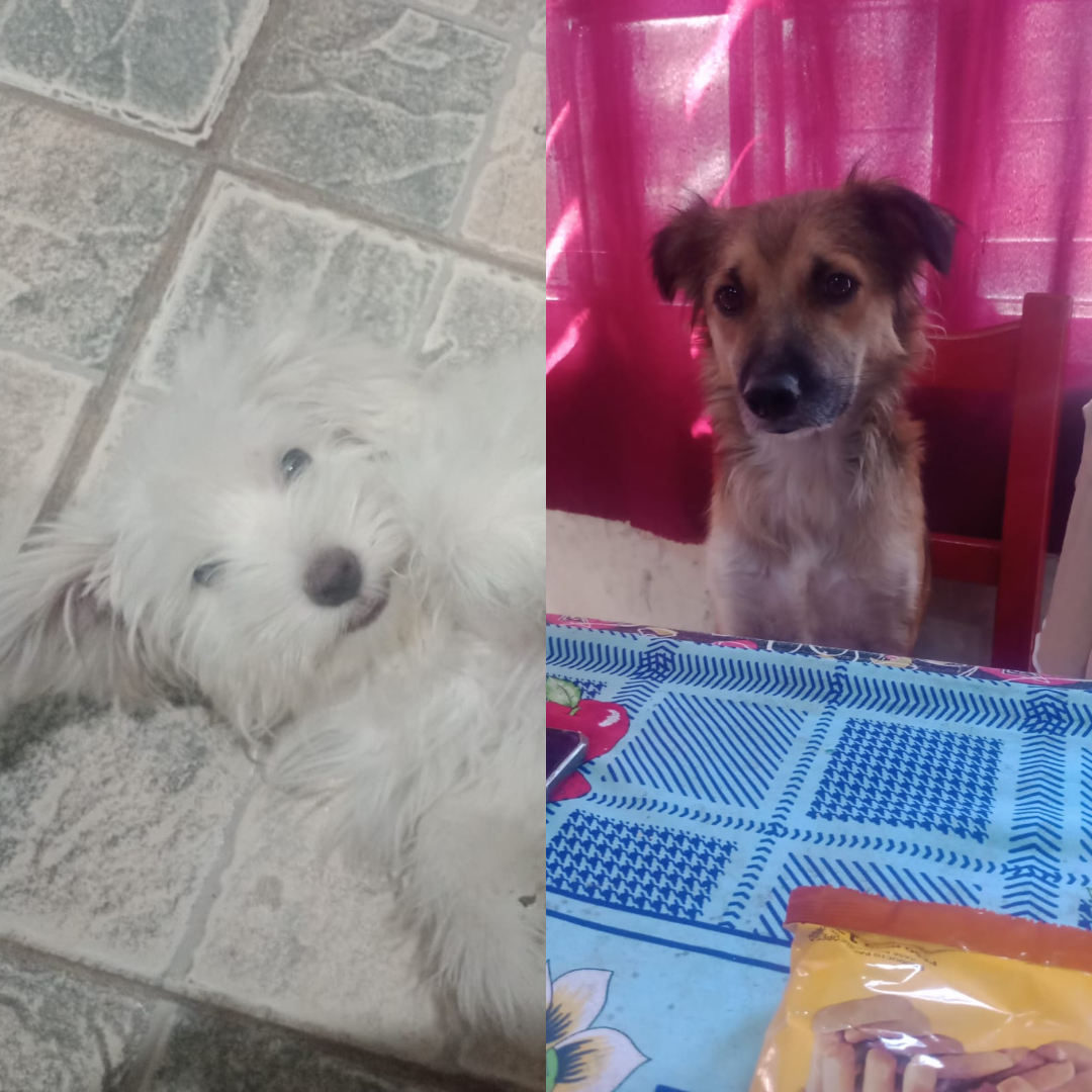 Adopción responsable
