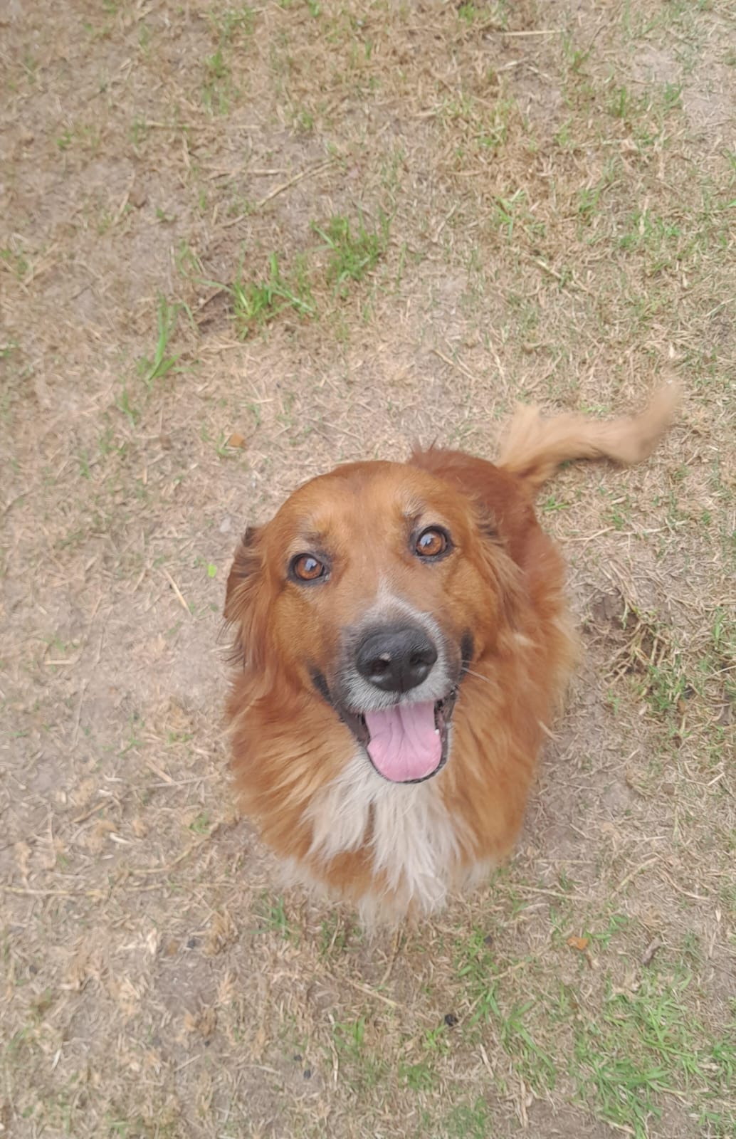 Adopción responsable