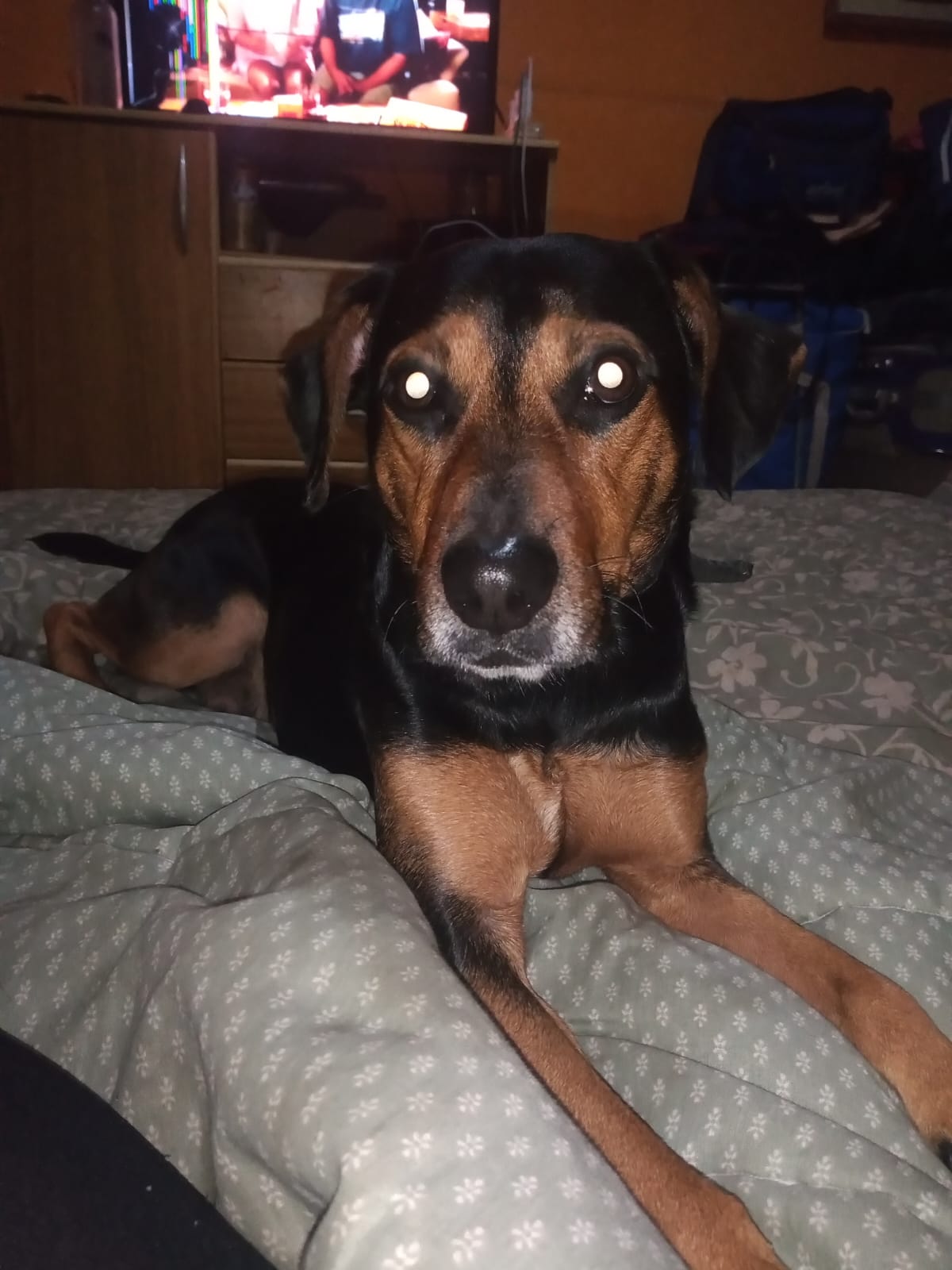 Adopción responsable