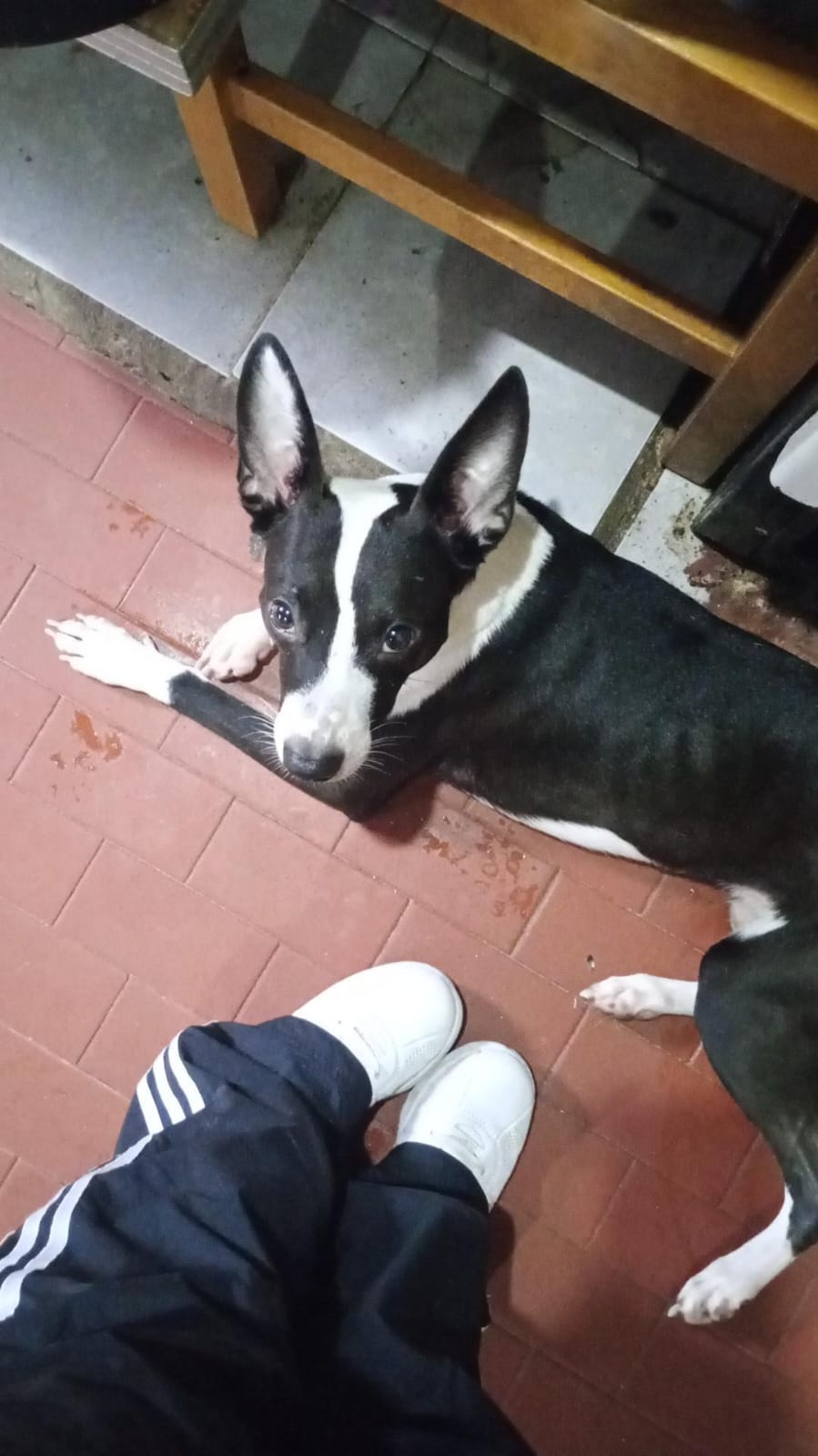 Adopción responsable