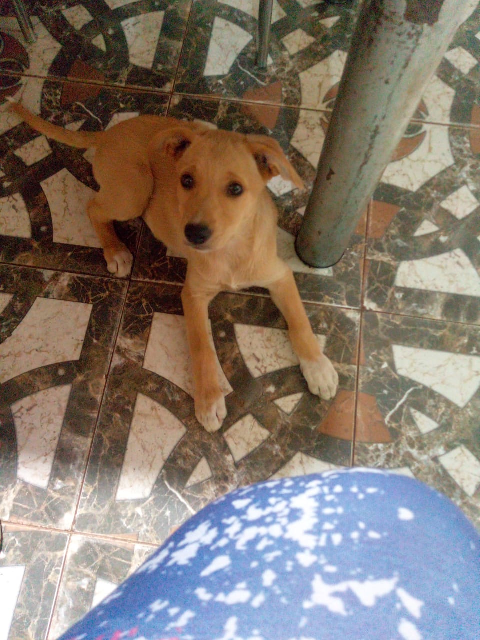 Adopción responsable