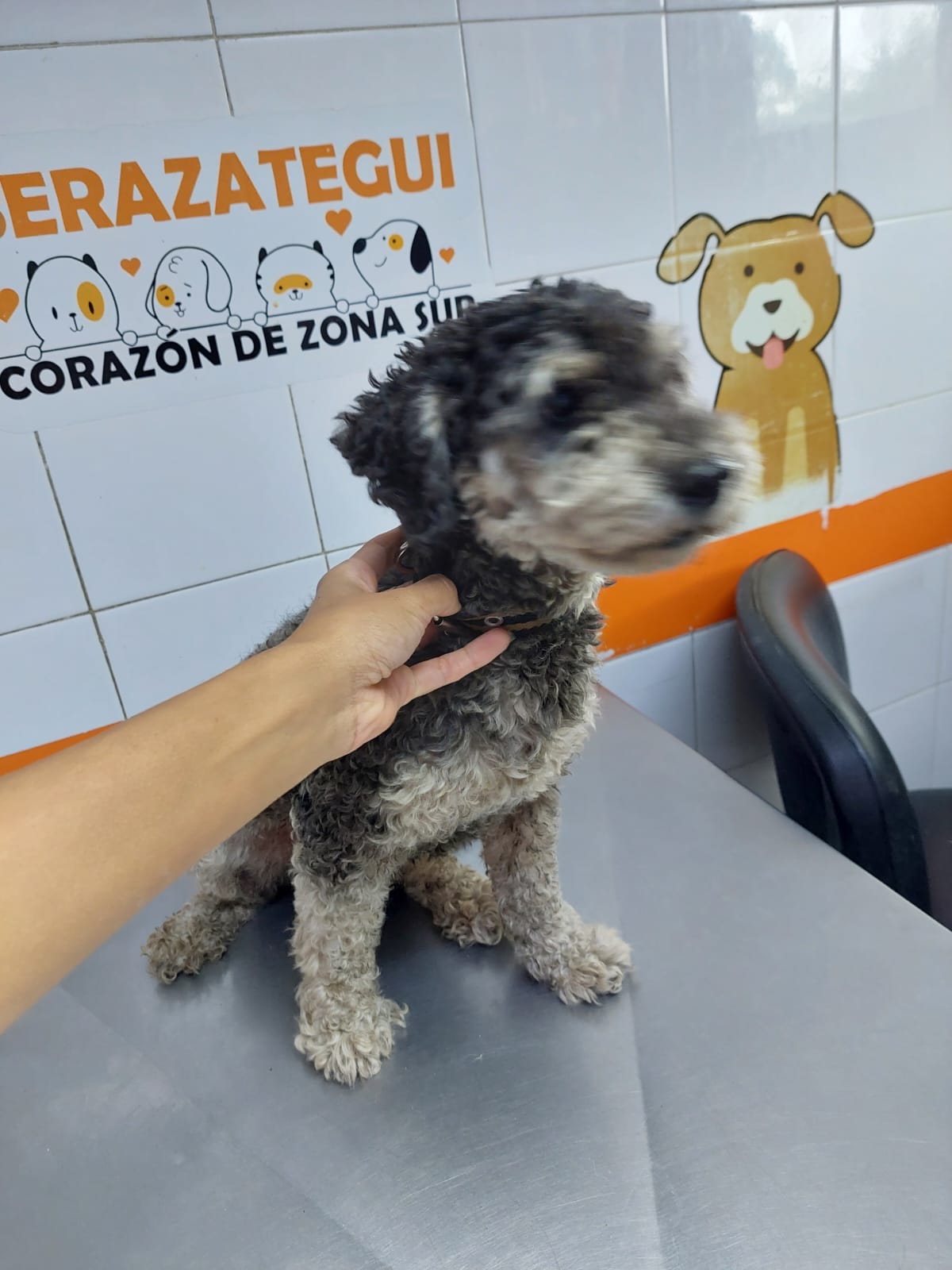 ¿De quién es este perrito?