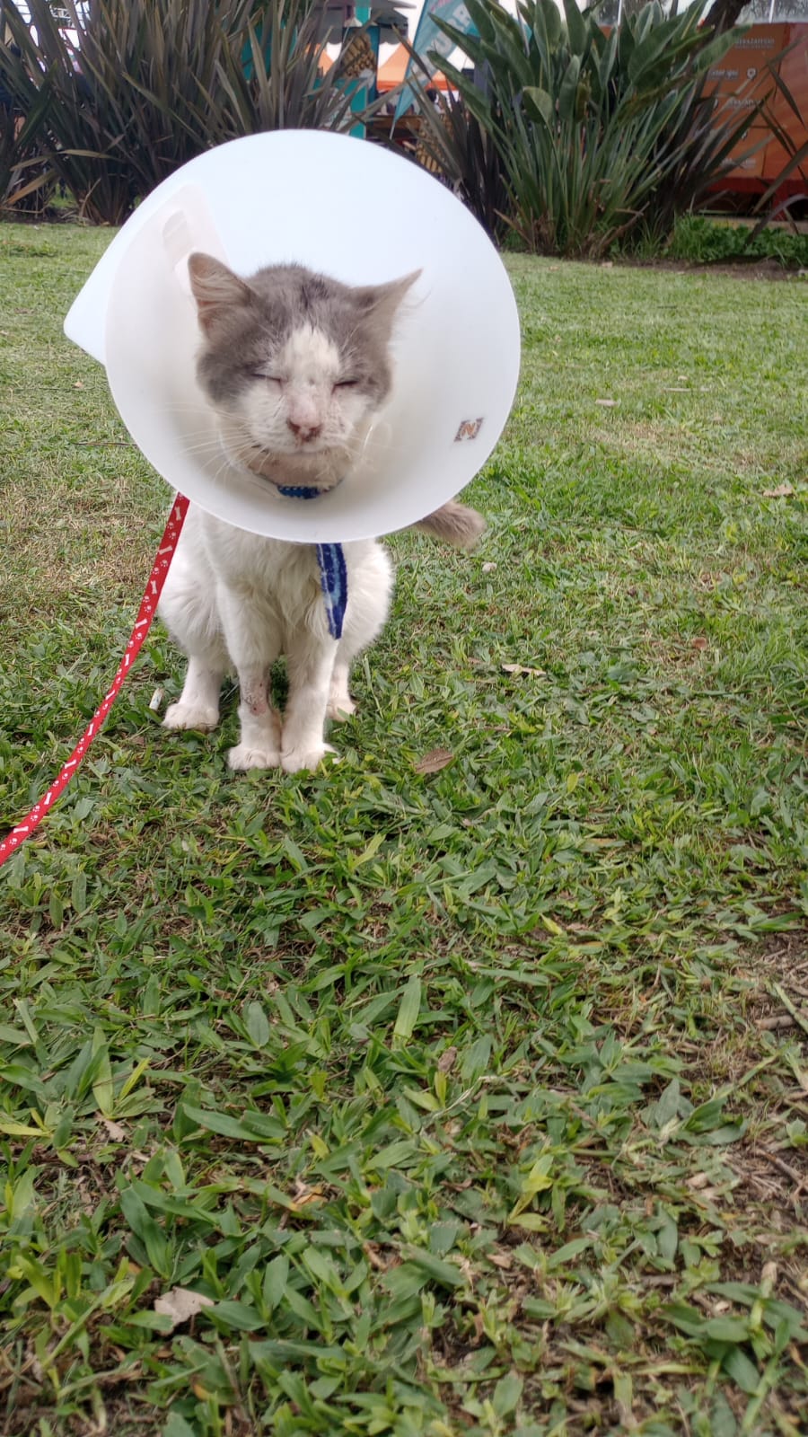 Adopción responsable