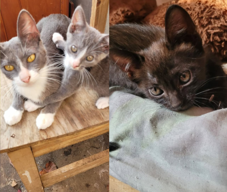 3 GATITOS 11-3853-5572