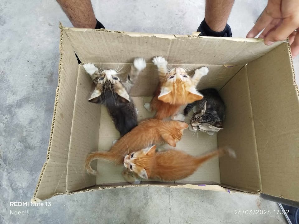 Adopción responsable