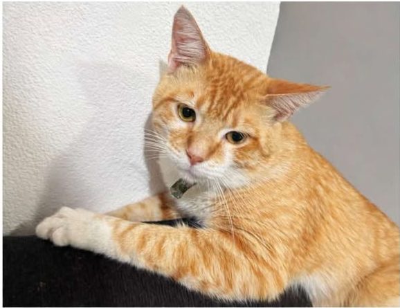 662418101_786116400943937_4942372609104876195_n