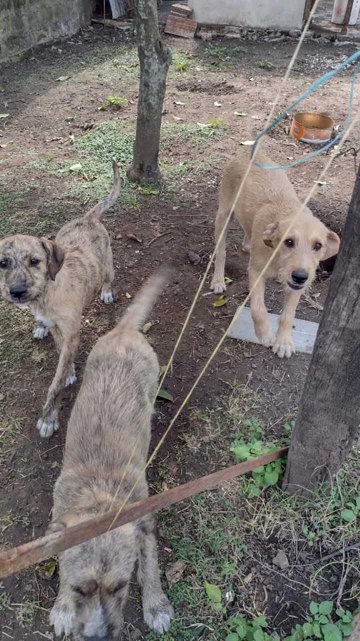 Adopción responsable