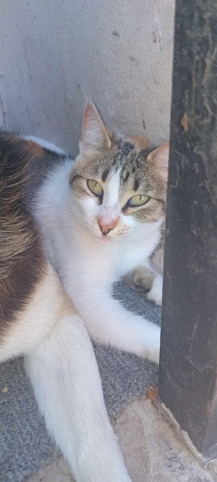 Esta gatita está perdida