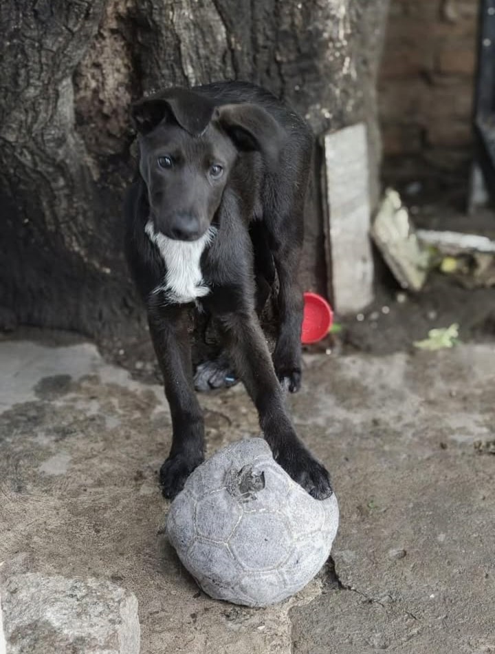 Adopción responsable