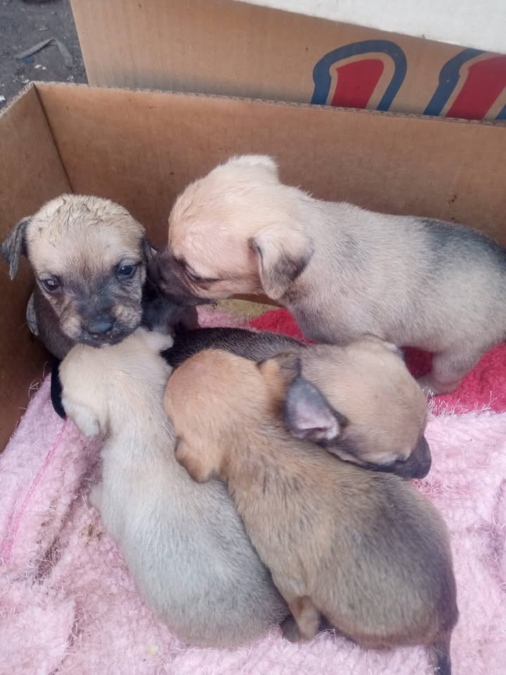 666713715_1617064646072703_4267973656121717785_n