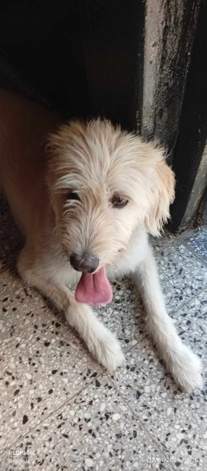 Adopción responsable