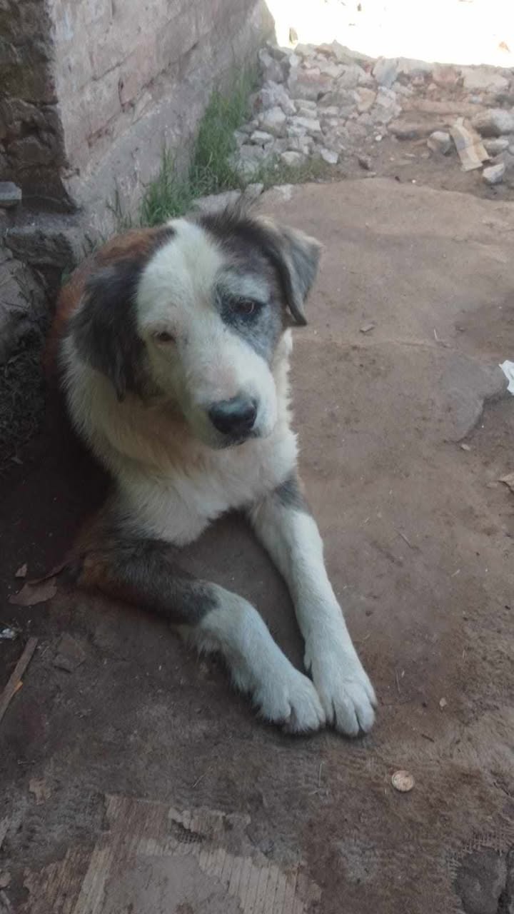 ¿De quién es este perrito?