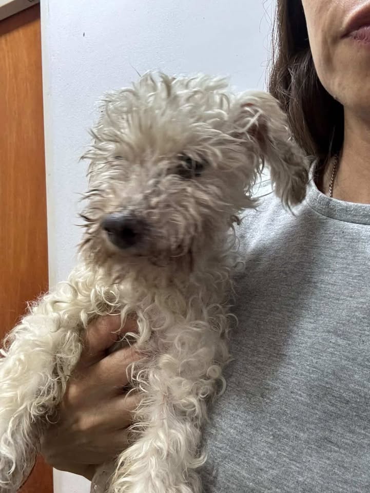 ¿De quién es este perrito?