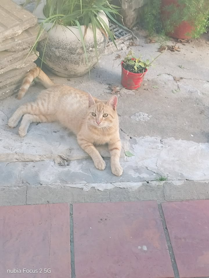 673243722_1648104469858796_2548282020999276465_n