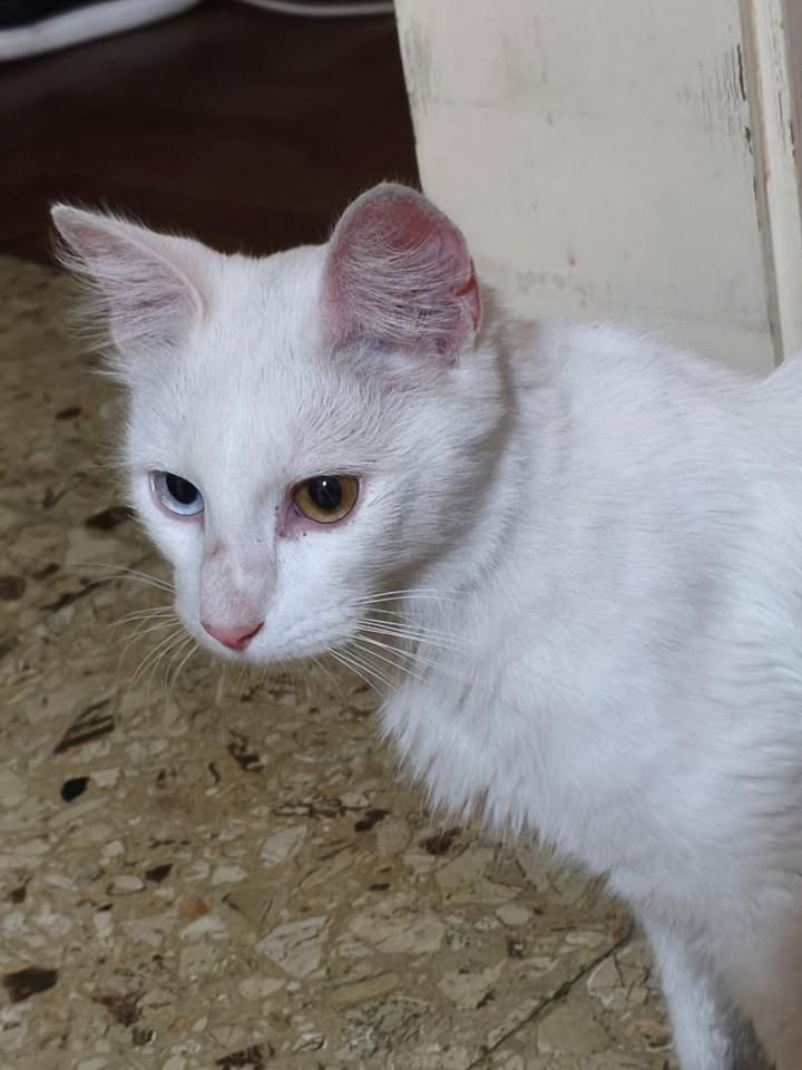 ¿De quién es este gatito?