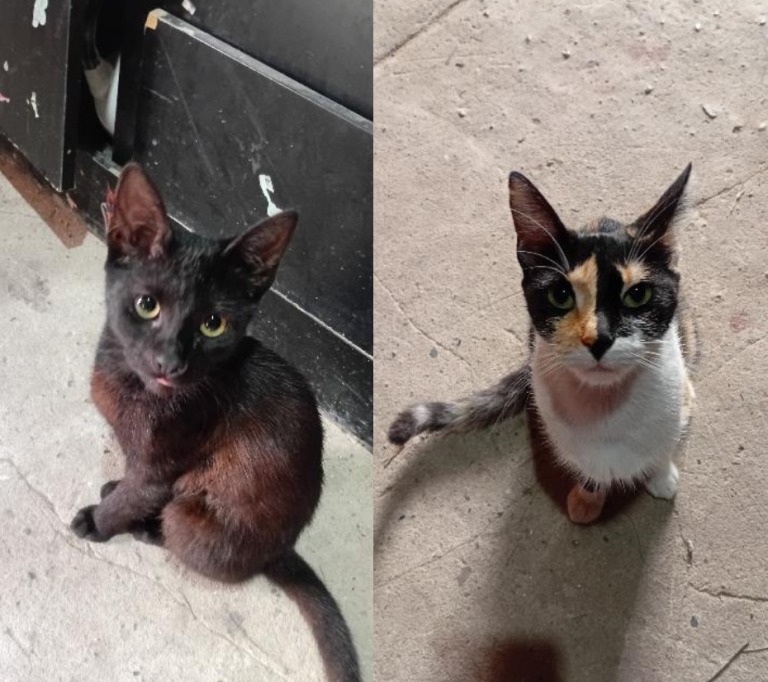 GATITAS EN ADOPCIÓN