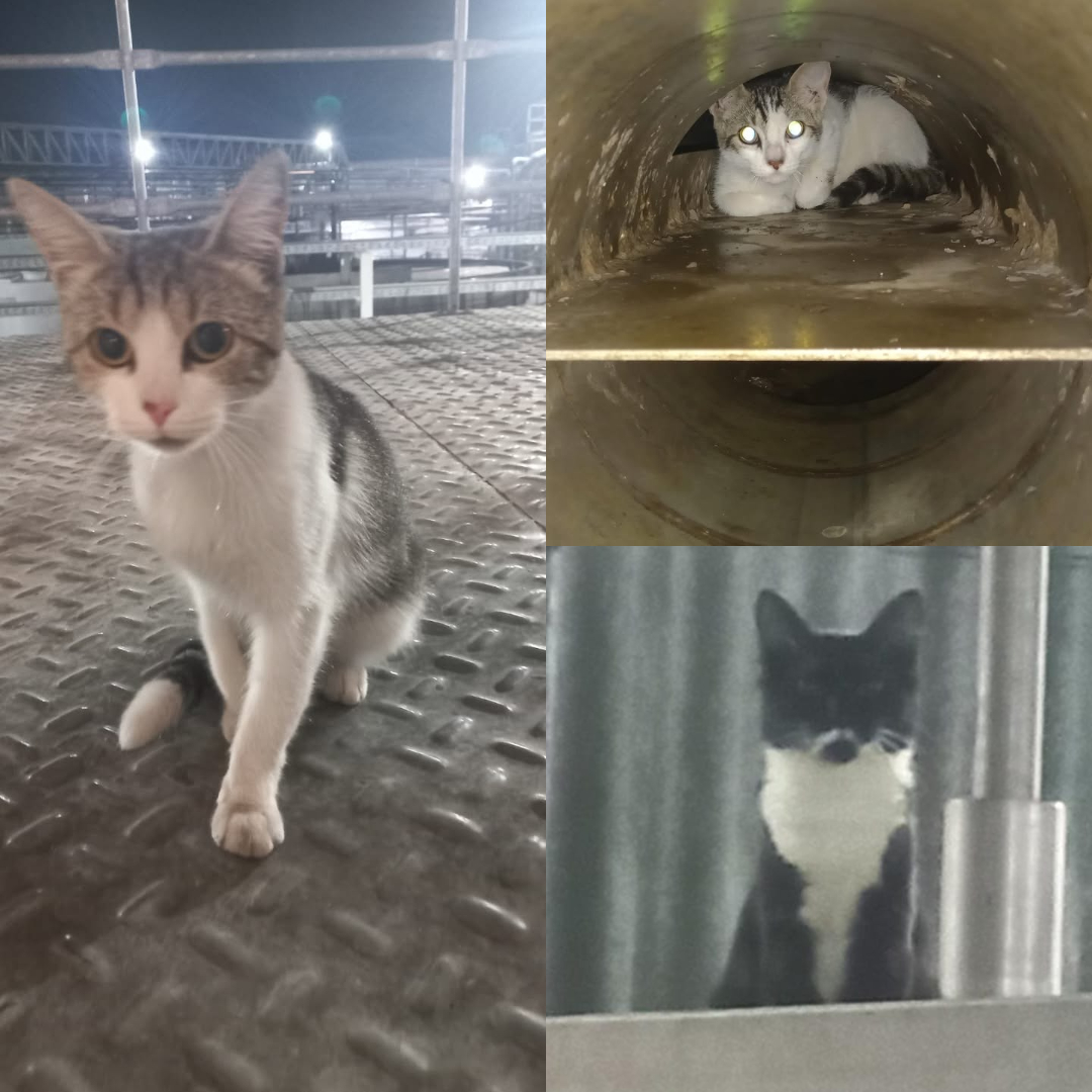 Adopción responsable