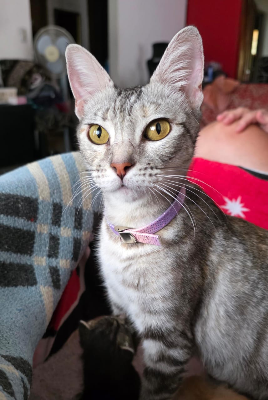 Adopción responsable