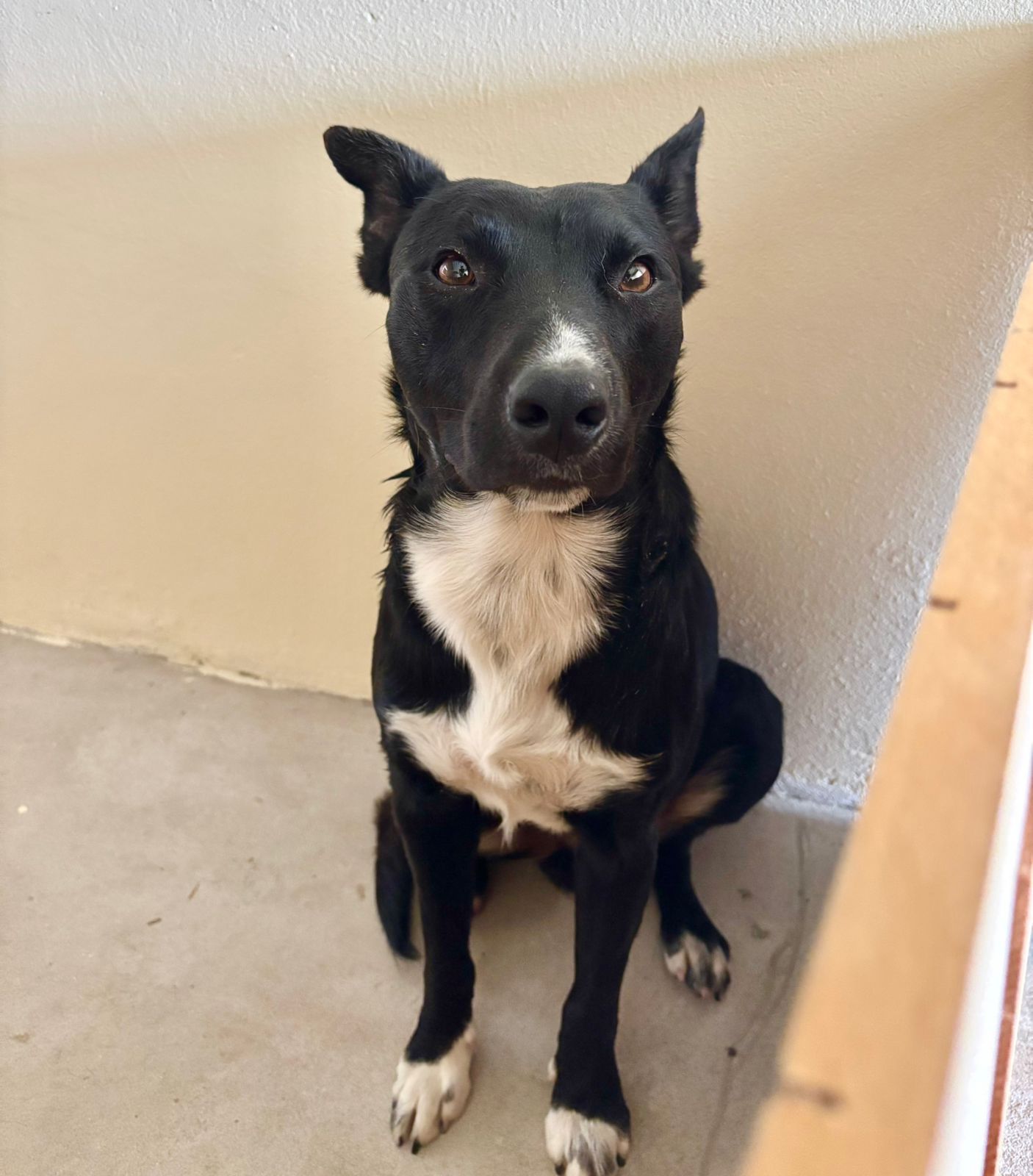 Adopción responsable