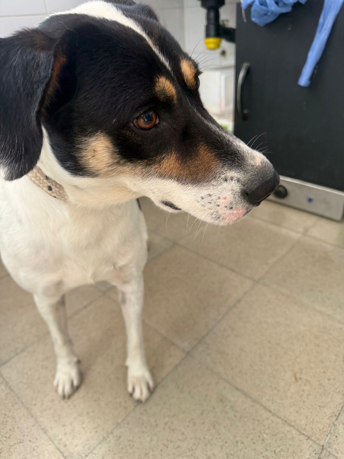 Adopción responsable