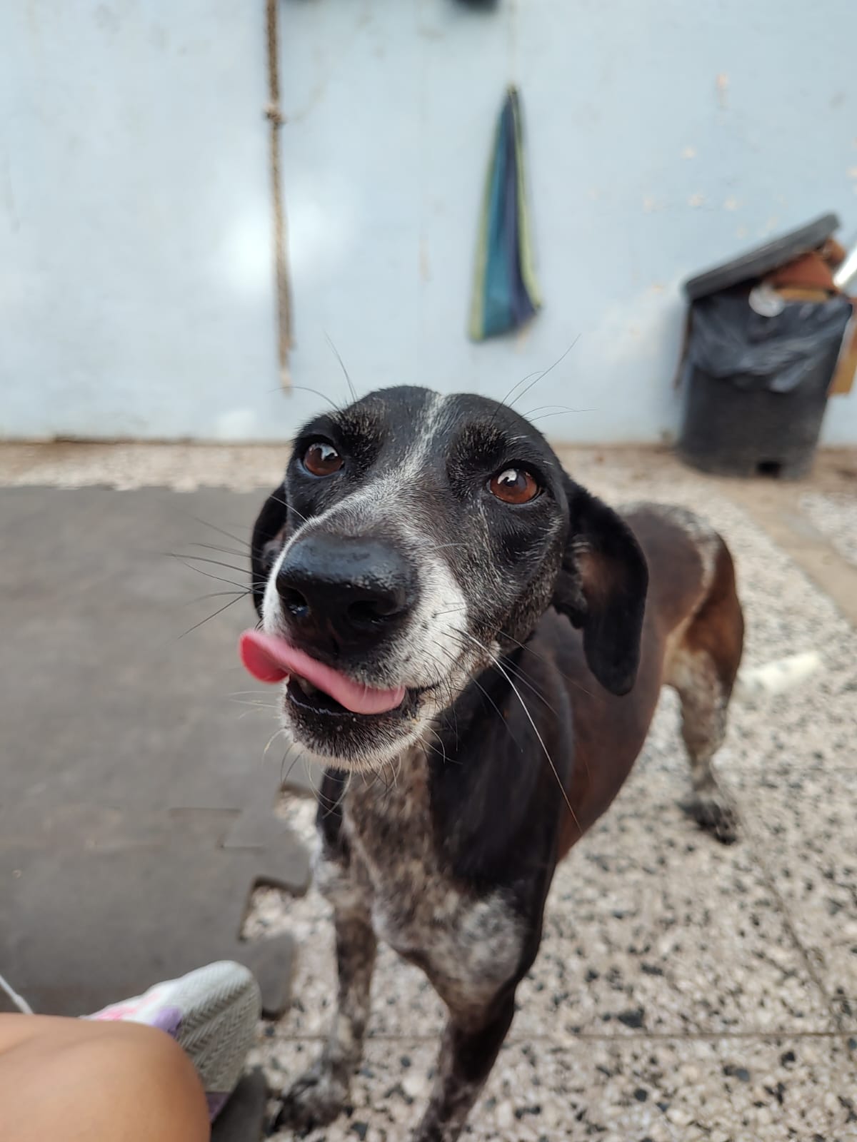 Adopción responsable