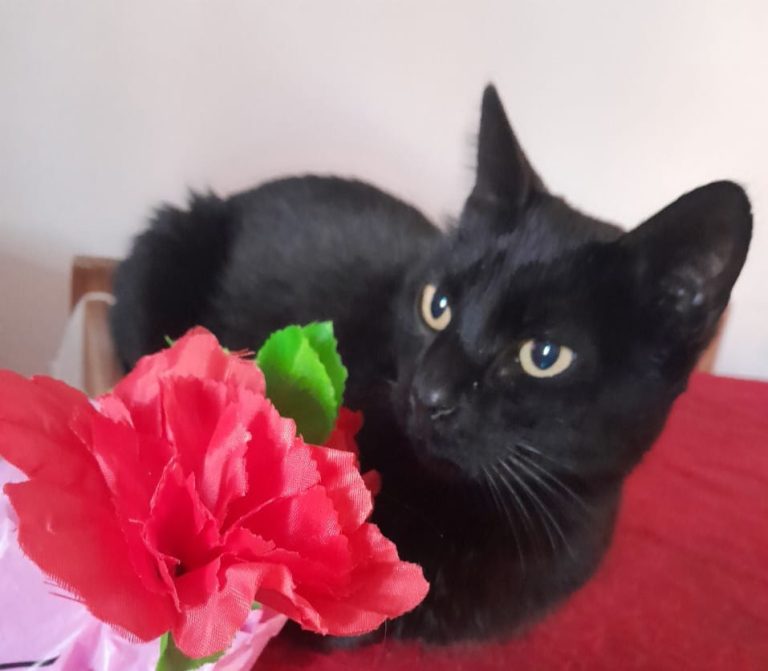 WhatsApp Image 2026-04-16 at 10.32