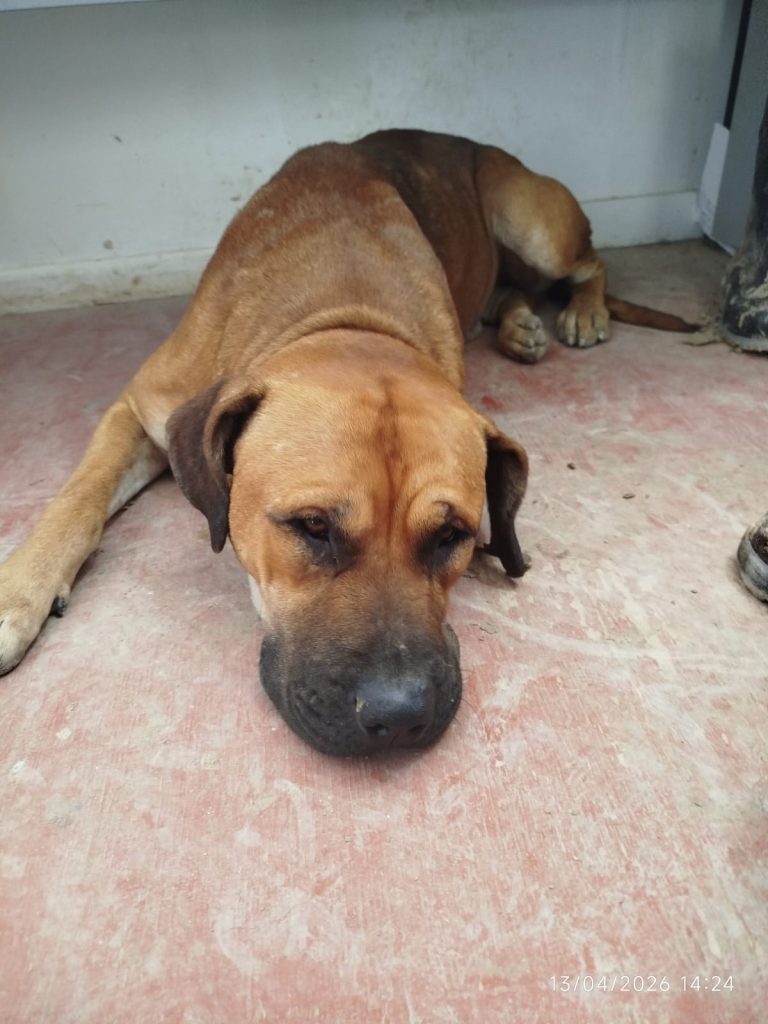 WhatsApp Image 2026-04-17 at 10.13