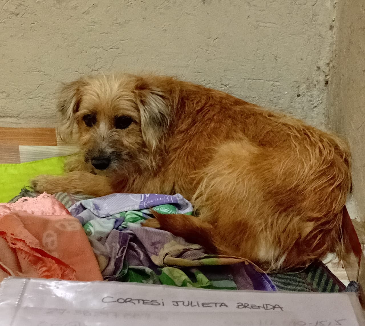 Adopción responsable