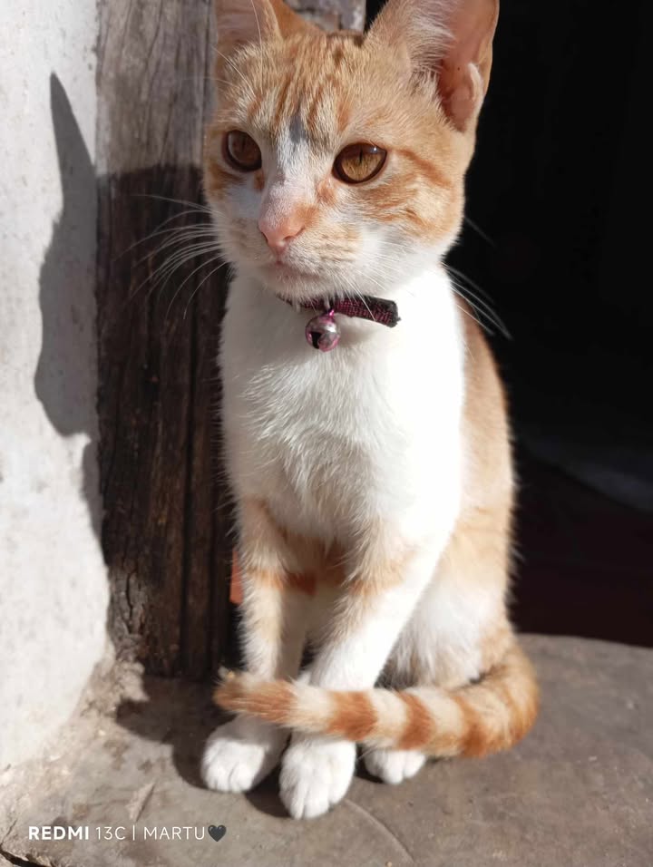 Bebé