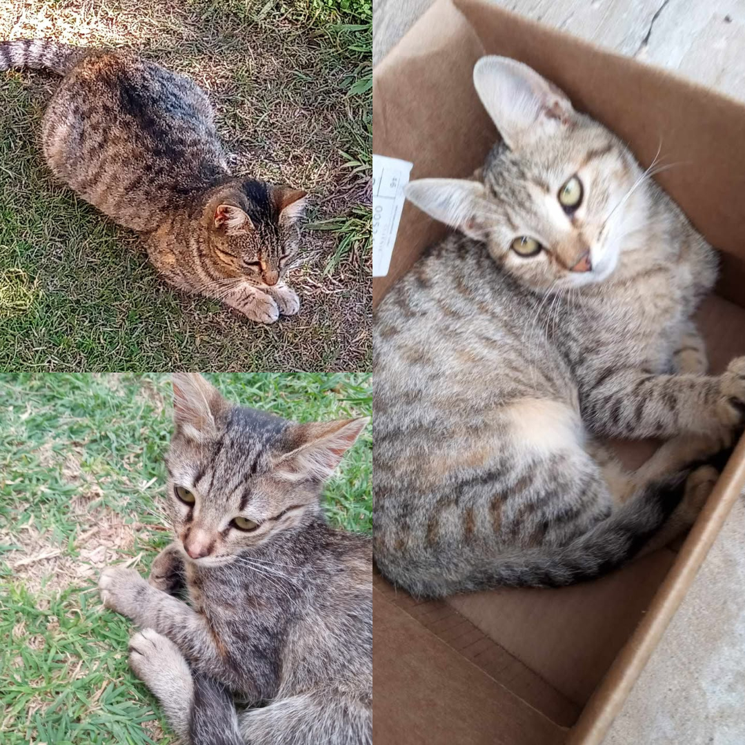Adopción responsable