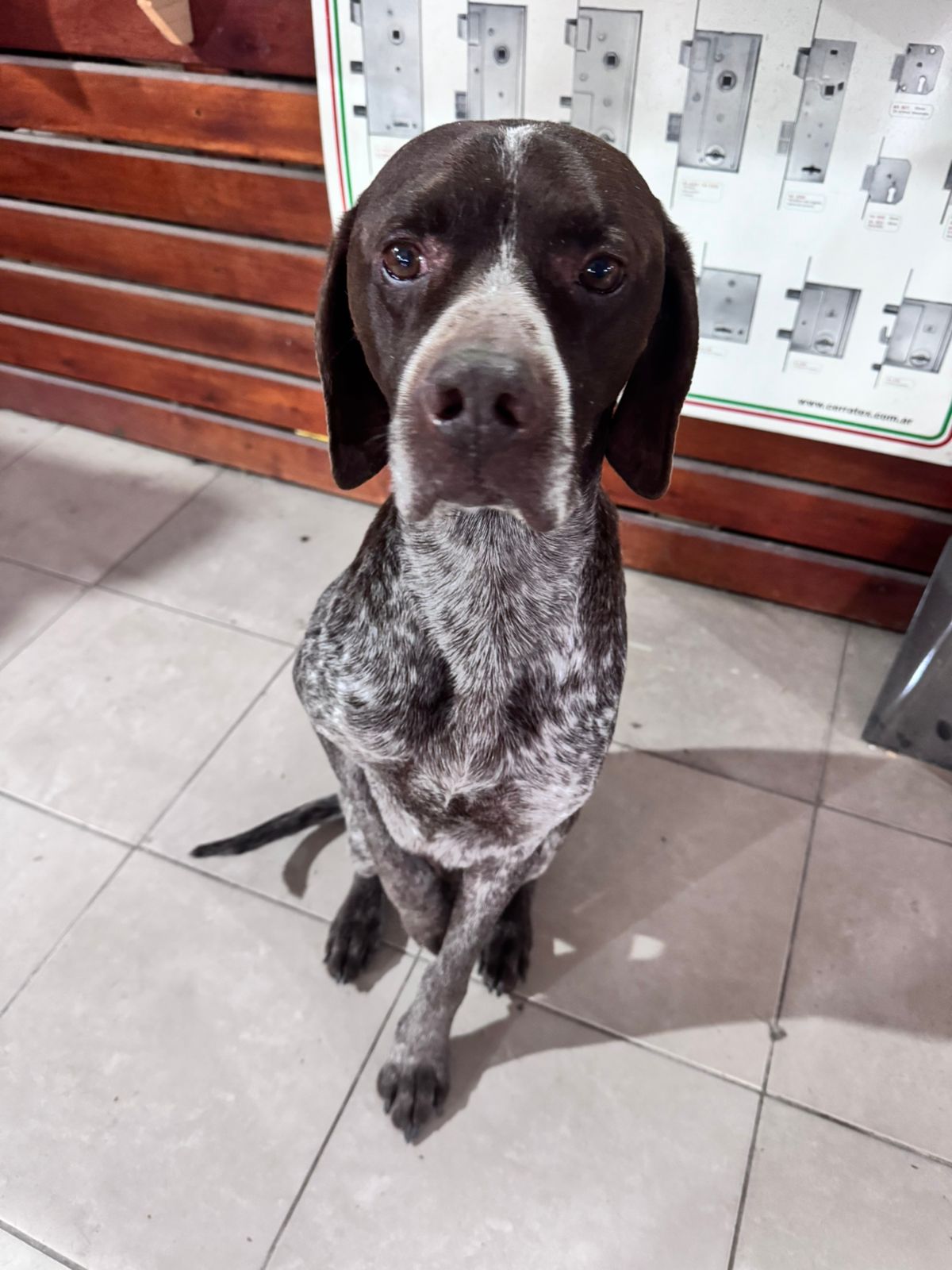 ¿De quién es este perrito?