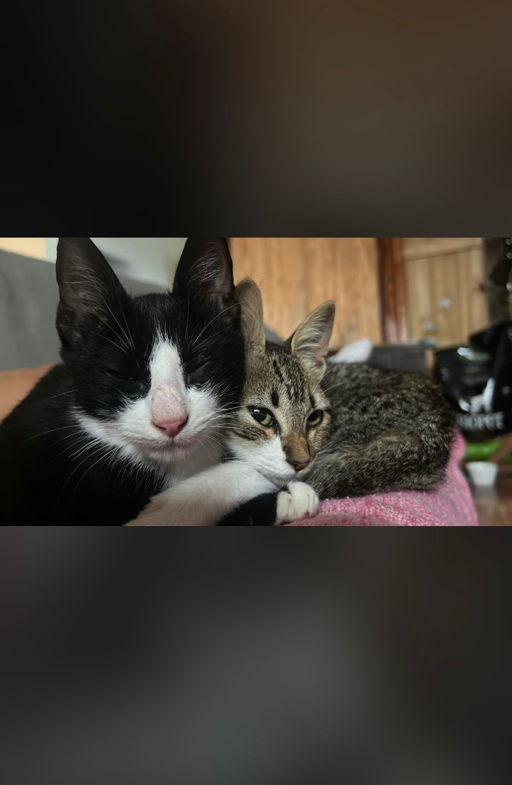 Adopción responsable