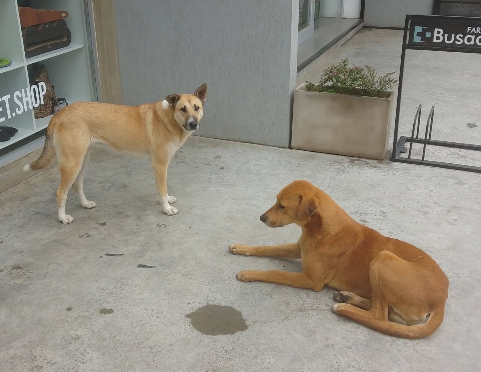 Adopción responsable