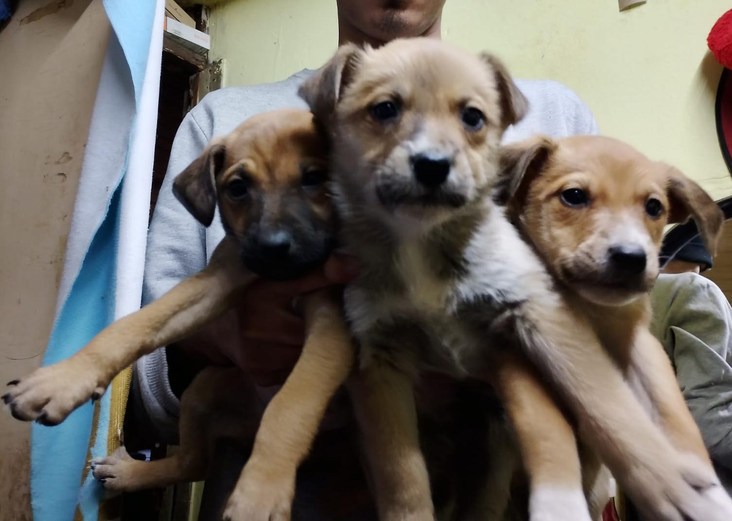 Adopción responsable