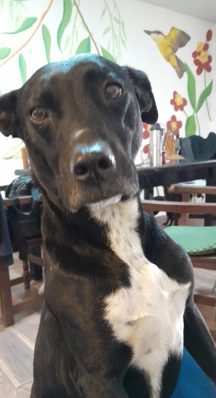 ¿De quién es este perrito?