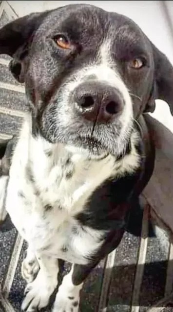 rocco 3