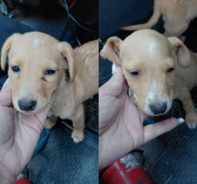 CACHORRITOS