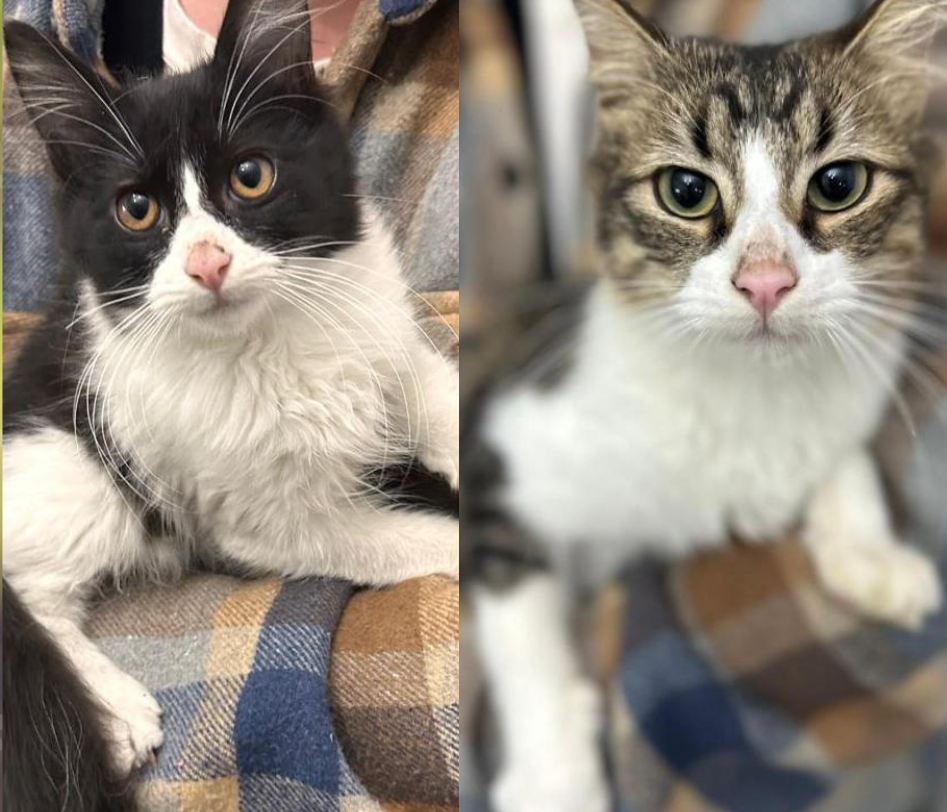 Adopción responsable