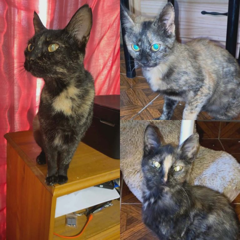 gatitos
