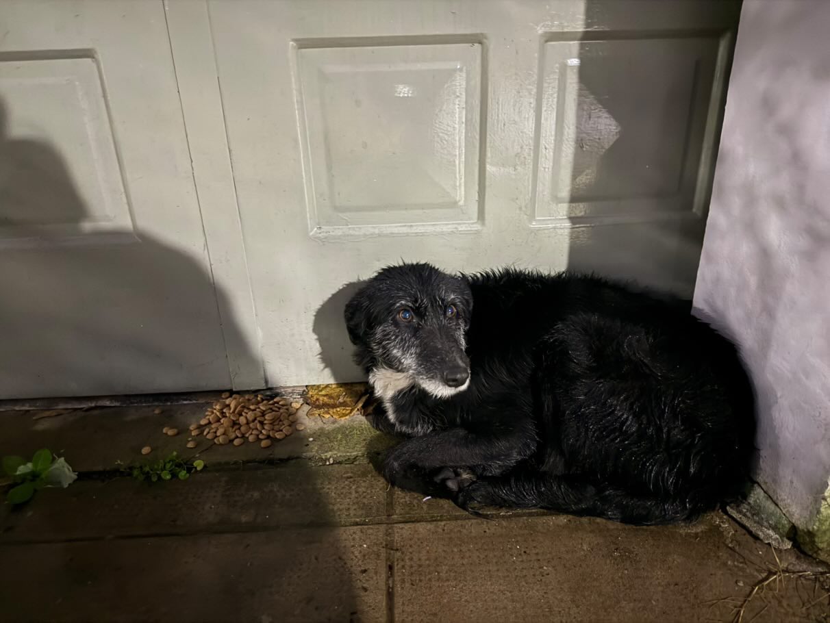 ¿De quién es esta perrita?