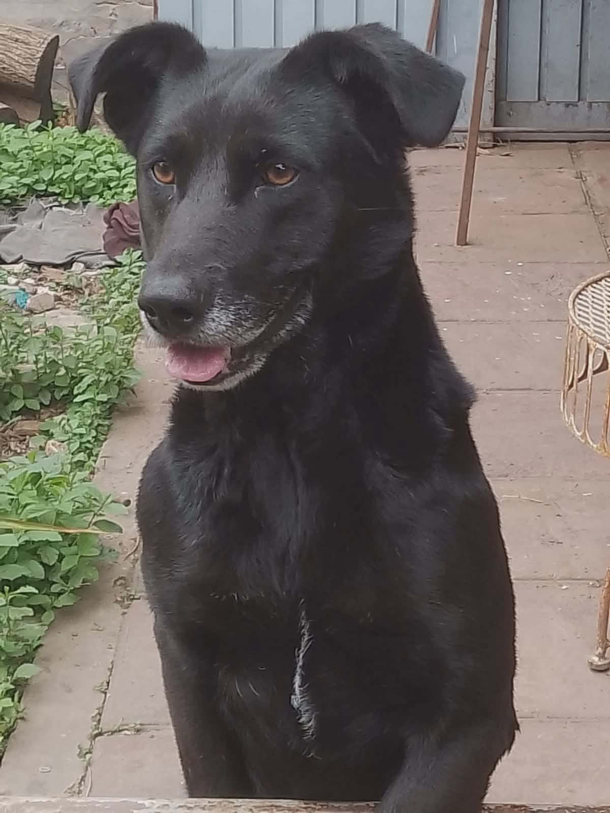 Adopción responsable