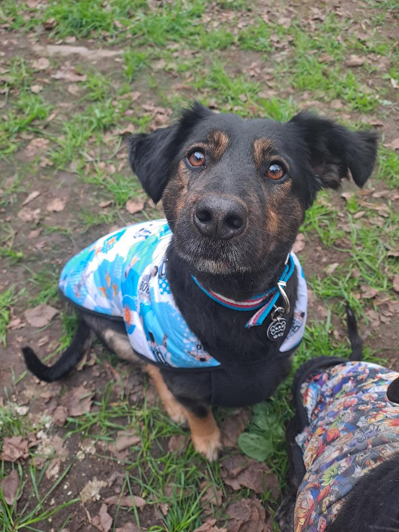 Adopción responsable