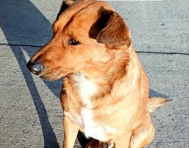 Adopción responsable