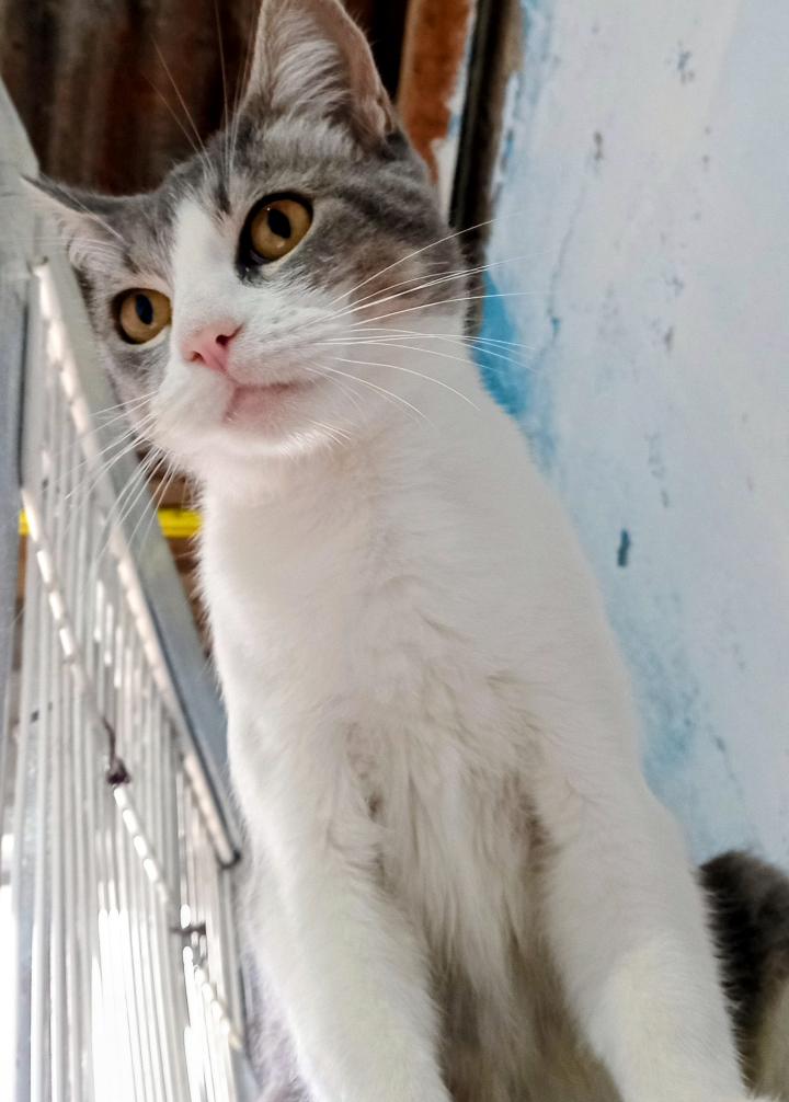 Adopción responsable