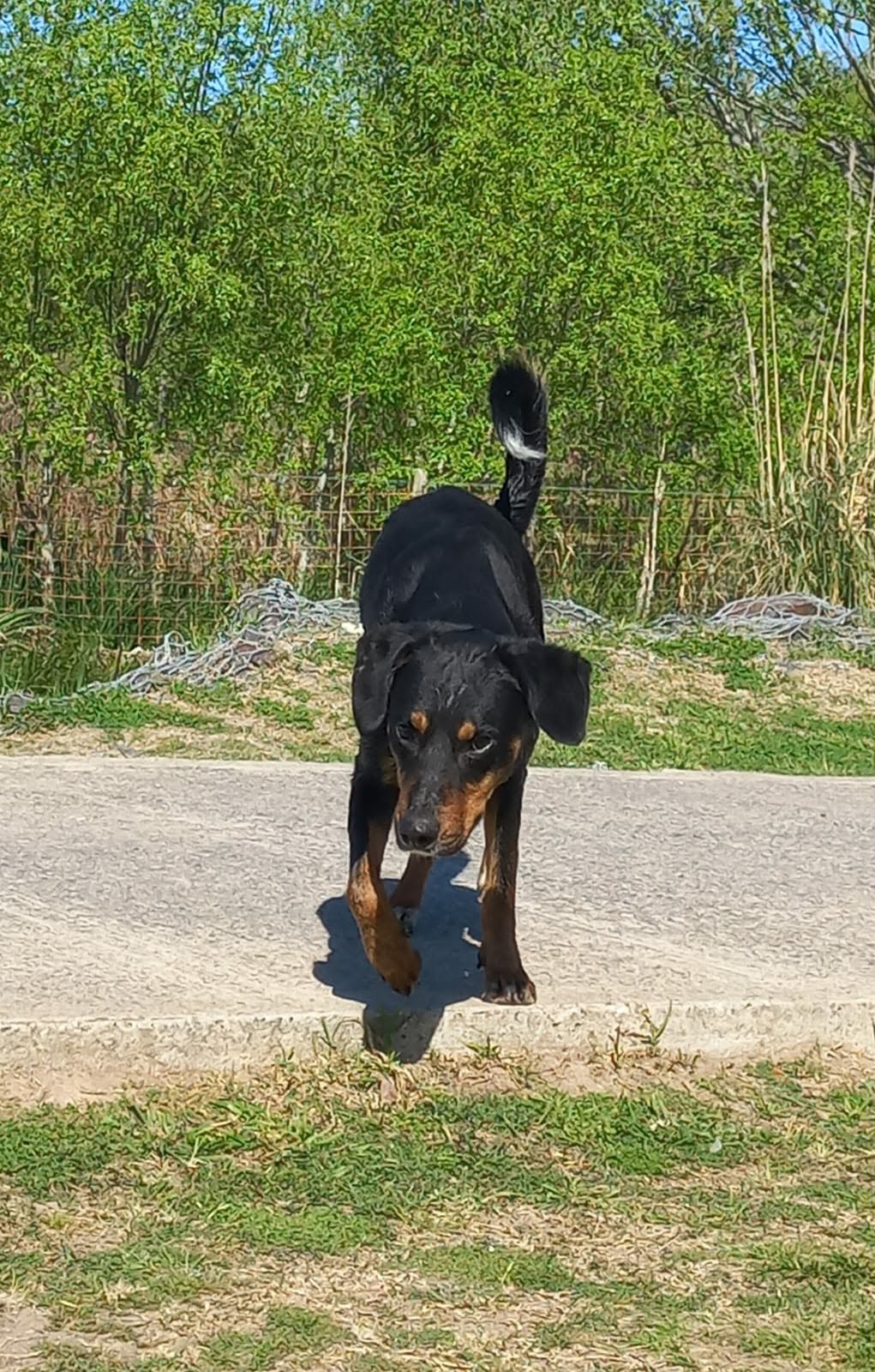 Perrito