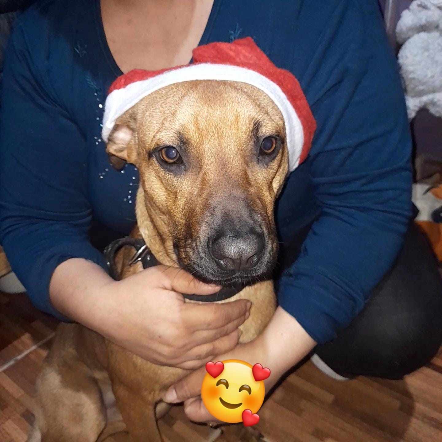 Adopción responsable