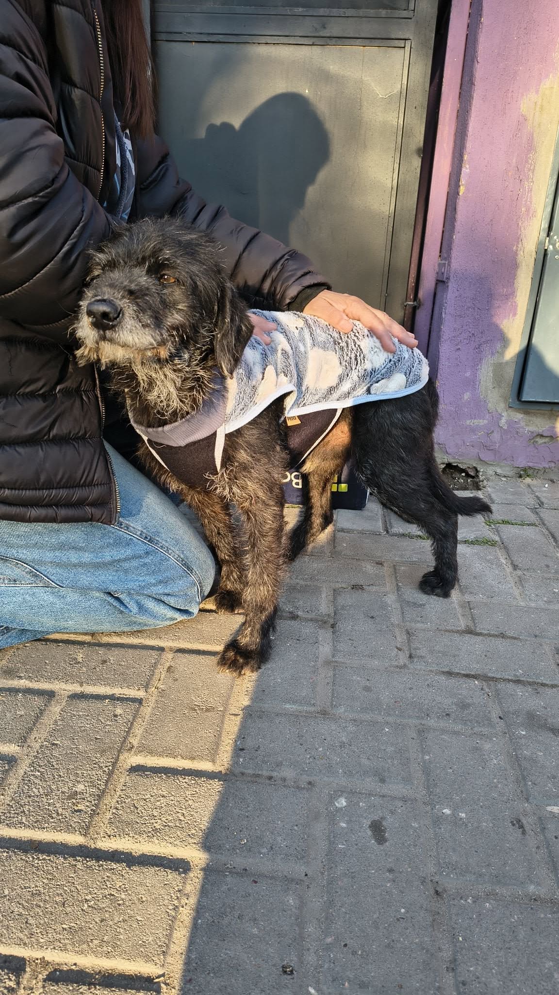 Adopción responsable